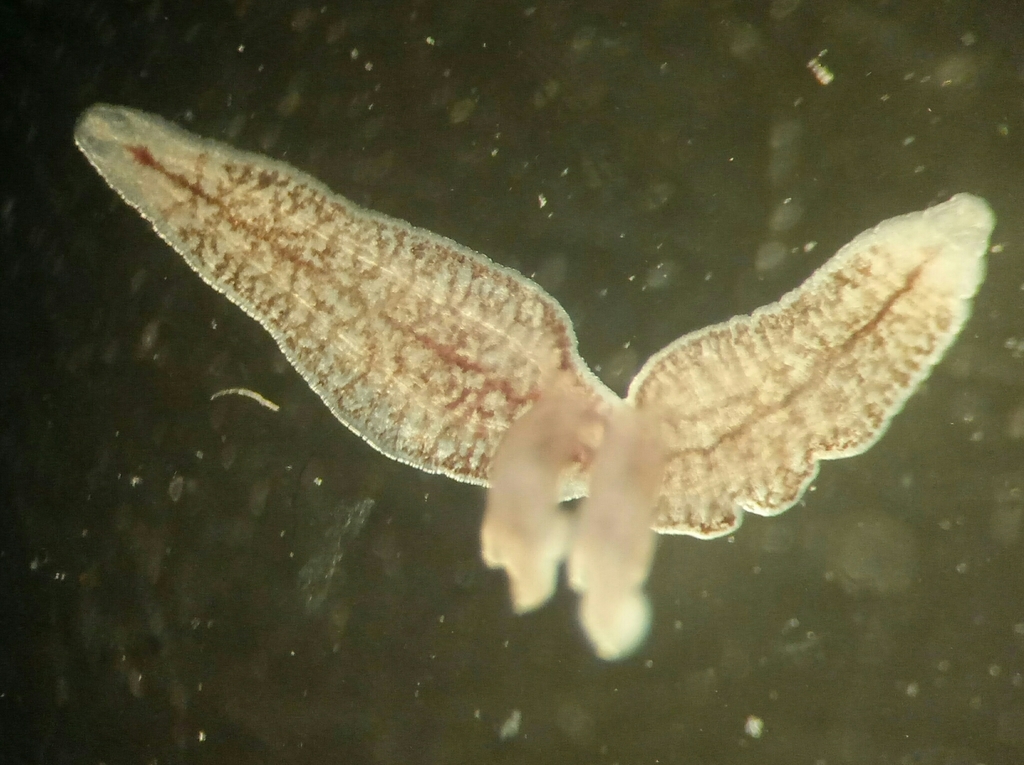 Polyopisthocotylea