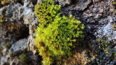 Nyholmiella gymnostoma