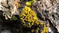 Nyholmiella gymnostoma