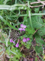 Erysimum linifolium