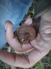 Pluteus