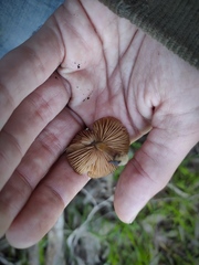 Pluteus