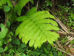 Hemidictyum marginatum