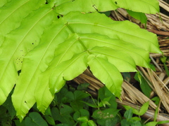 Hemidictyum marginatum