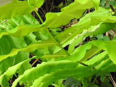 Hemidictyum marginatum