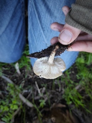 Agaricales