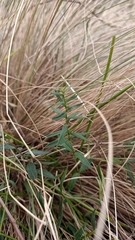 Veronica gracilis