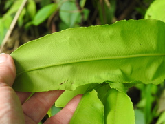 Hemidictyum marginatum