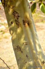 Tracheophyta