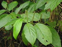Piper glabrescens