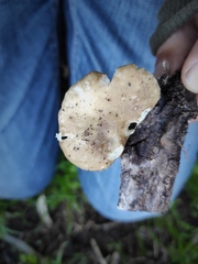 Agaricales