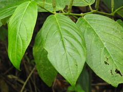 Piper glabrescens