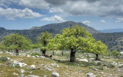 Lewinskya tortidontia