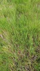 Distichlis distichophylla