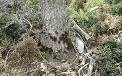 Lewinskya tortidontia