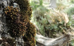 Lewinskya tortidontia