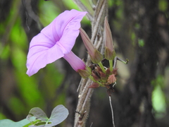 Ipomoea tiliacea
