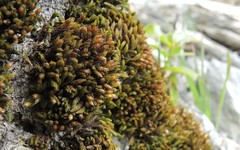 Lewinskya tortidontia