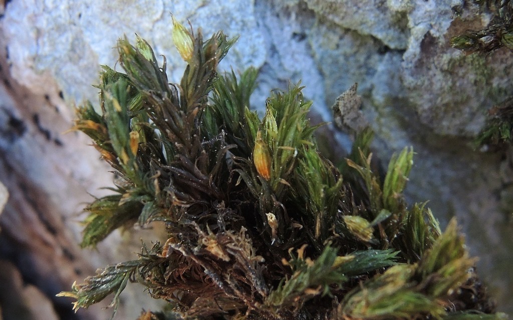 Lewinskya tortidontia