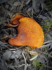 Gymnopilus junonius