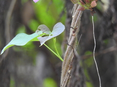 Ipomoea tiliacea