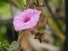 Ipomoea tiliacea