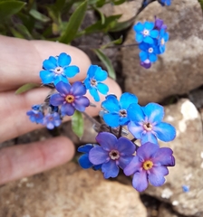 Myosotis semiamplexicaulis