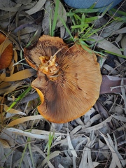 Gymnopilus junonius