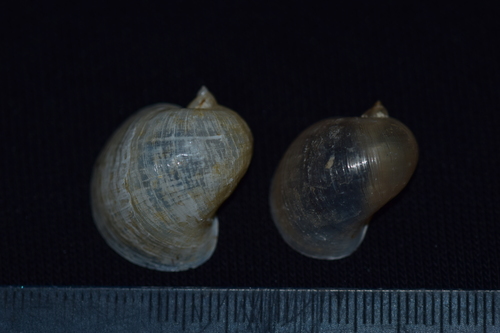 Big-eared Radix