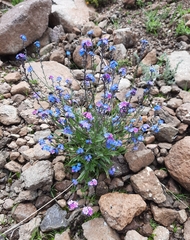 Myosotis semiamplexicaulis