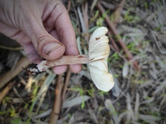 Agaricales