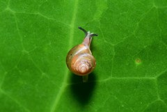 Coneuplecta calculosa