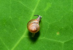 Coneuplecta calculosa