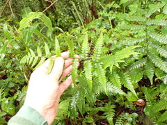 Deparia