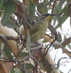 Lichenostomus cratitius