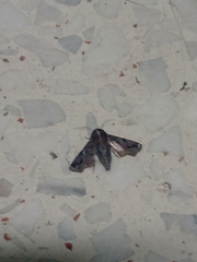 Sphingomorpha chlorea