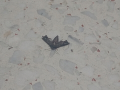 Sphingomorpha chlorea