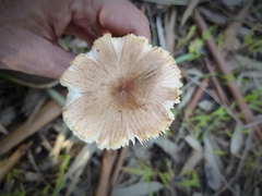 Agaricales