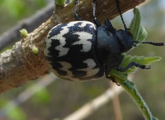 Leptinotarsa lacerata