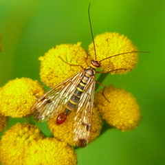 Panorpa cognata