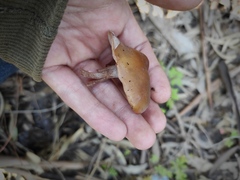 Agaricales
