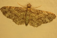Chloroclystis mniochroa