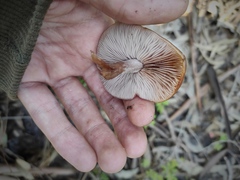 Agaricales