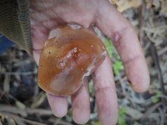 Agaricales