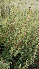Suaeda australis