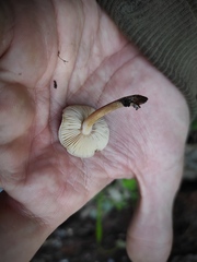 Agaricales
