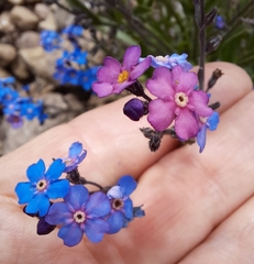 Myosotis semiamplexicaulis