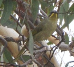 Lichenostomus cratitius