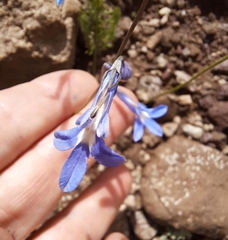 Lobelia preslii