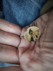 Agaricales